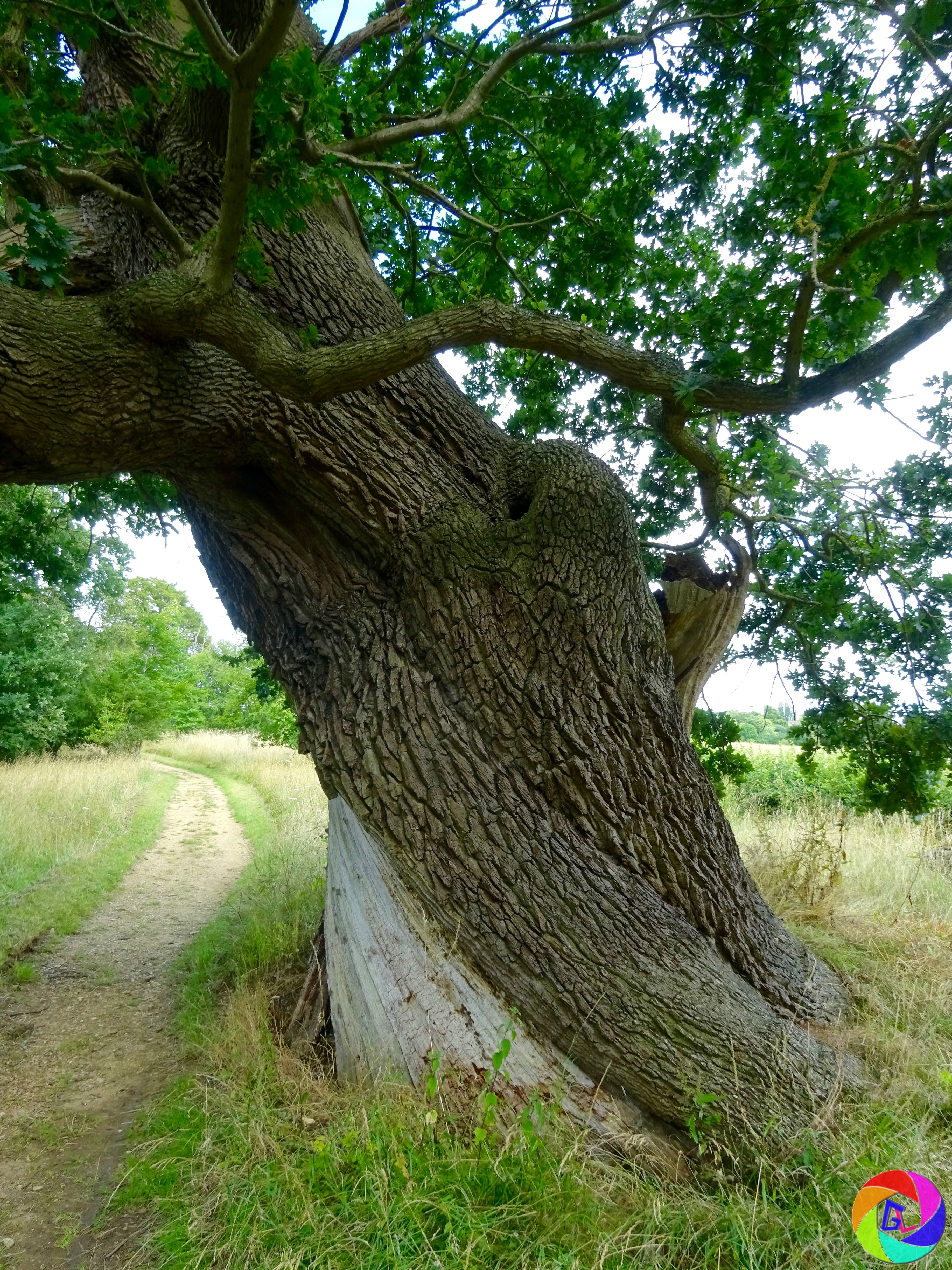 This very old oak tree has been renowned for several centuries and a print engraved by Joseph Strutt was published in 1814.